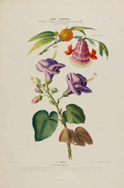 Flore Damerique Dessinee Dapres Nature Sur Les Lieux Pl 177