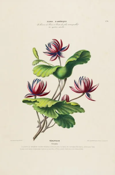 Flore Damerique Dessinee Dapres Nature Sur Les Lieux Pl 178