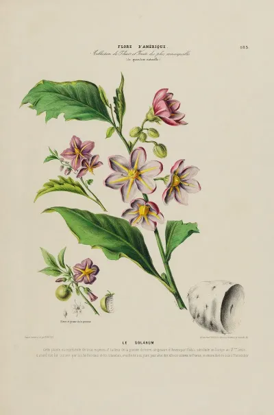 Flore Damerique Dessinee Dapres Nature Sur Les Lieux Pl 183