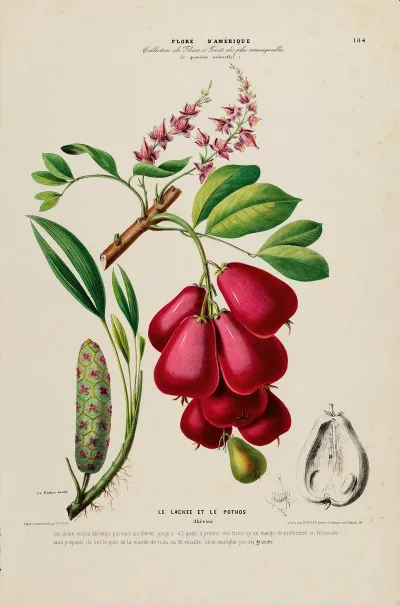 Flore Damerique Dessinee Dapres Nature Sur Les Lieux Pl 184