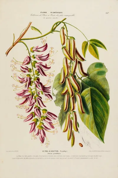 Flore Damerique Dessinee Dapres Nature Sur Les Lieux Pl 187