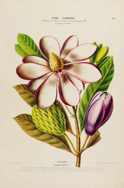 Flore Damerique Dessinee Dapres Nature Sur Les Lieux Pl 188