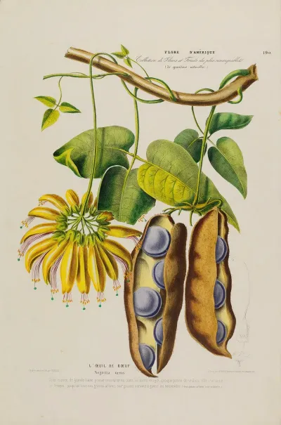 Flore Damerique Dessinee Dapres Nature Sur Les Lieux Pl 190
