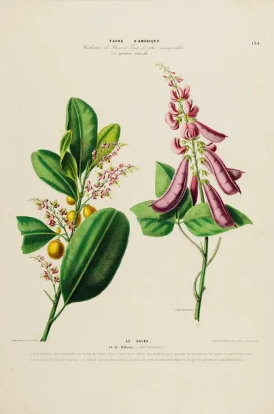 Flore Damerique Dessinee Dapres Nature Sur Les Lieux Pl 194