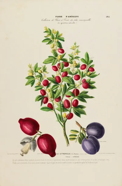 Flore Damerique Dessinee Dapres Nature Sur Les Lieux Pl 195