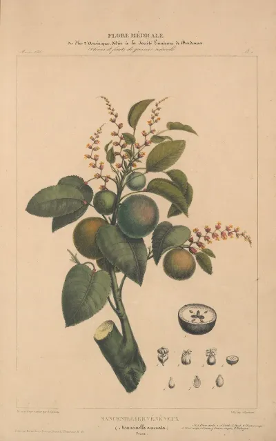 Flore Damerique Pl 01