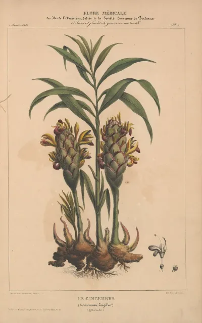 Flore Damerique Pl 02