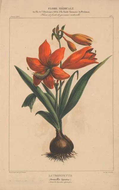 Flore Damerique Pl 04