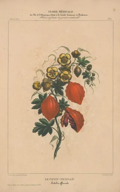 Flore Damerique Pl 06