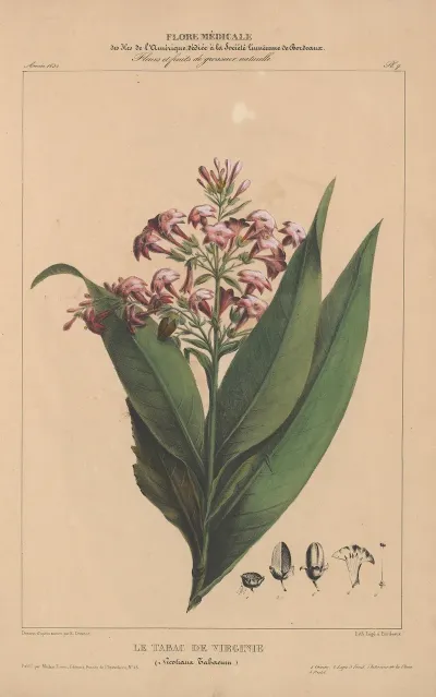 Flore Damerique Pl 07