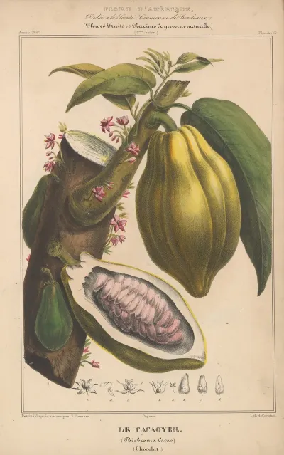 Flore Damerique Pl 13