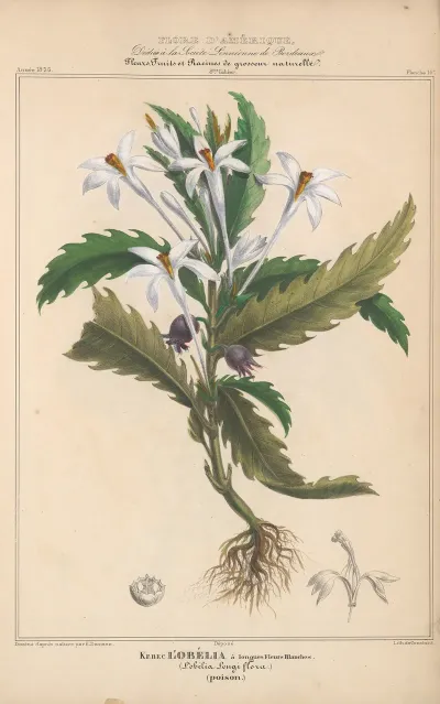 Flore Damerique Pl 14