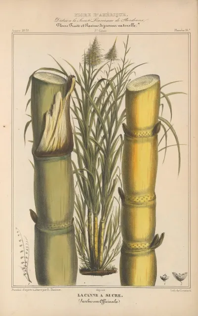 Flore Damerique Pl 16