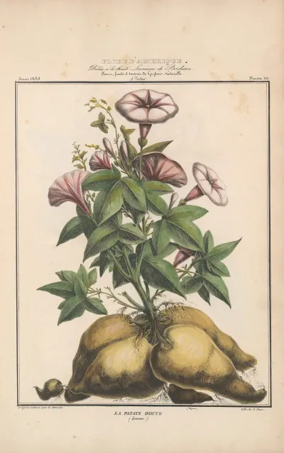 Flore Damerique Pl 20