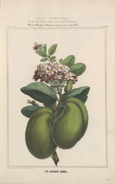 Flore Damerique Pl 23