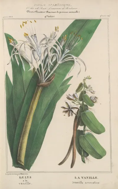 Flore Damerique Pl 24