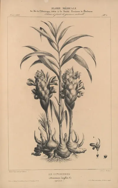 Flore Damerique Pl 26
