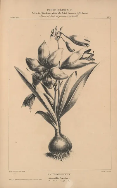 Flore Damerique Pl 28