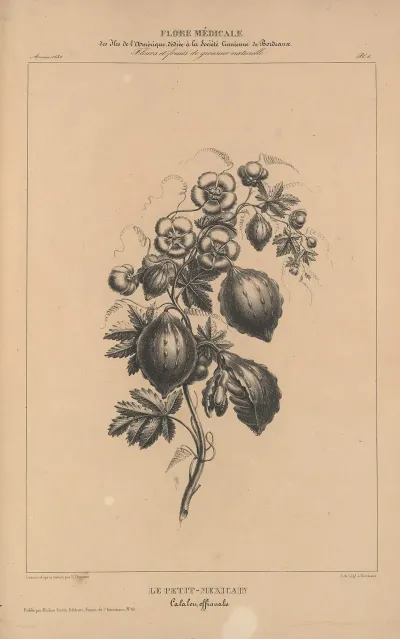 Flore Damerique Pl 30
