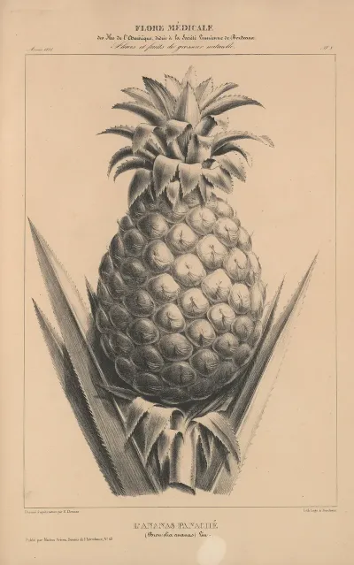 Flore Damerique Pl 32
