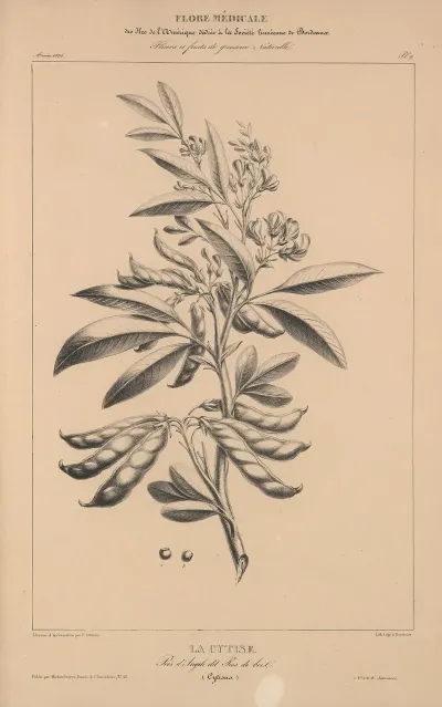 Flore Damerique Pl 33