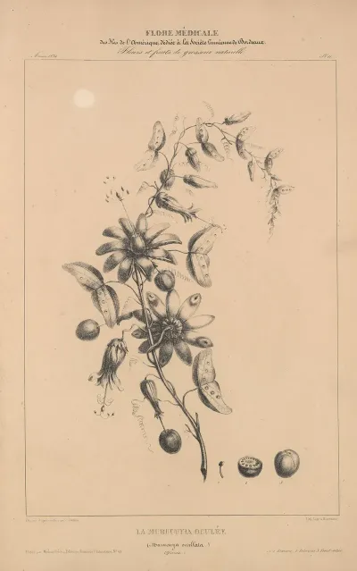 Flore Damerique Pl 35