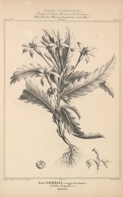 Flore Damerique Pl 38