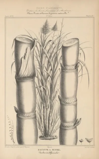 Flore Damerique Pl 40