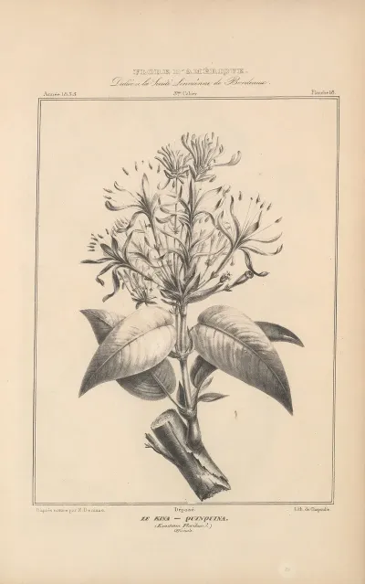 Flore Damerique Pl 42