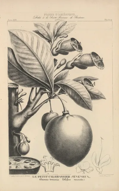 Flore Damerique Pl 43