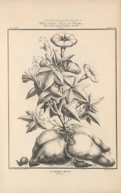 Flore Damerique Pl 44