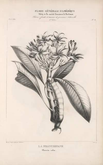 Flore Damerique Pl 45