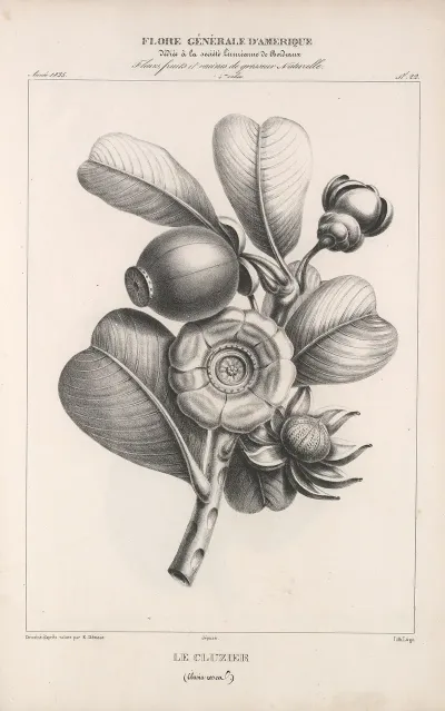 Flore Damerique Pl 46