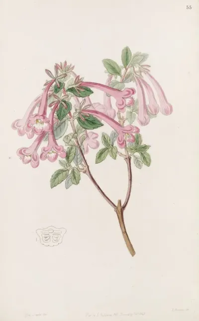 Florid Abelia