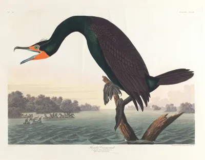 Florida Cormorant