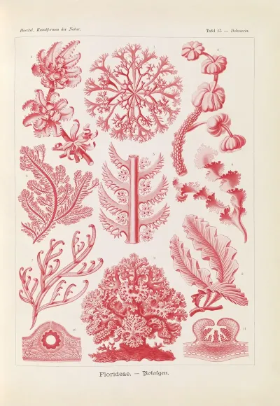Florideae Rotalgen