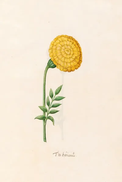 Flos Aphricanus 3