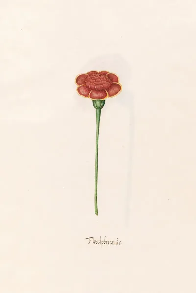 Flos Aphricanus 5