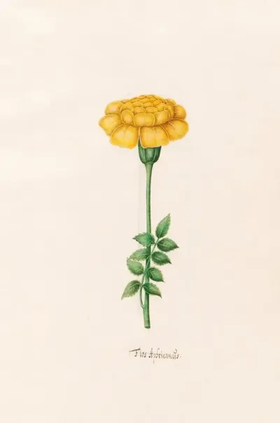Flos Aphricanus 6