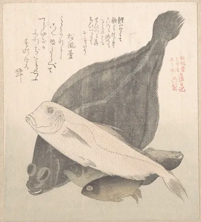 Flounder And Other Fishes