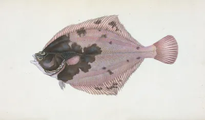 Flounder Pleuronectes Flessus