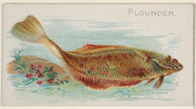 Flounder