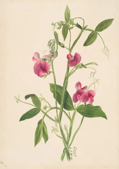 Flower Study 10