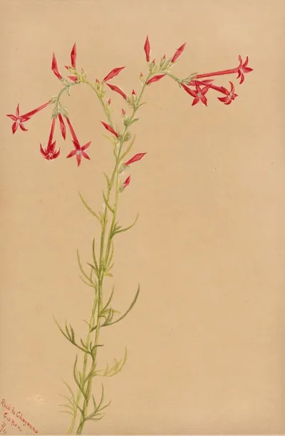 Flower Study 11