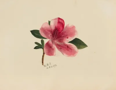 Flower Study 14