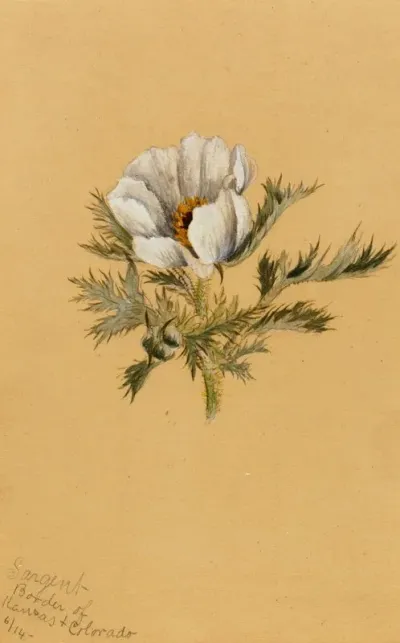 Flower Study 15