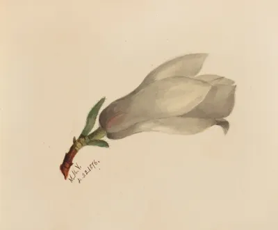 Flower Study 17