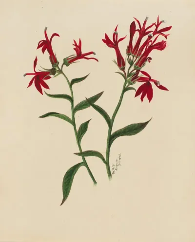 Flower Study 21
