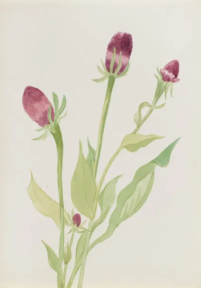 Flower Study 22