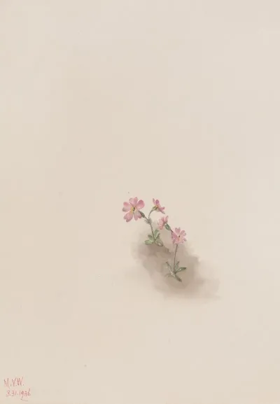 Flower Study 23